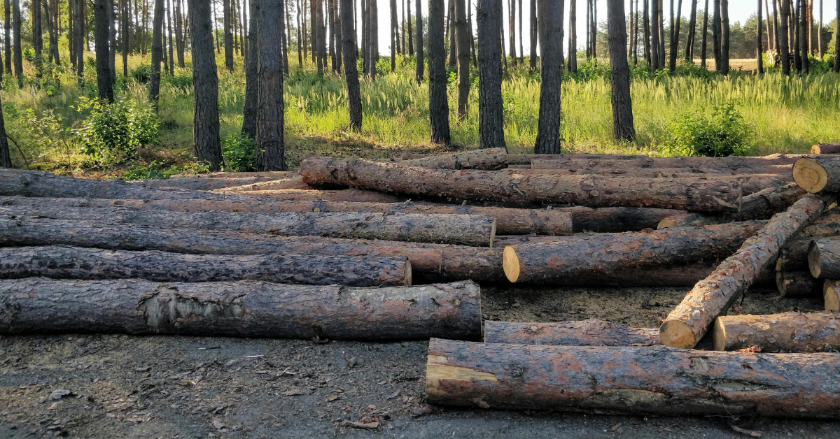 The Real Value of Handcrafted Log Furniture: What You’re Really Paying For